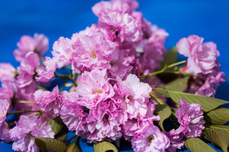 Ornamental cherry on a blue background stock images Ornamental cherry on a blue background stock images