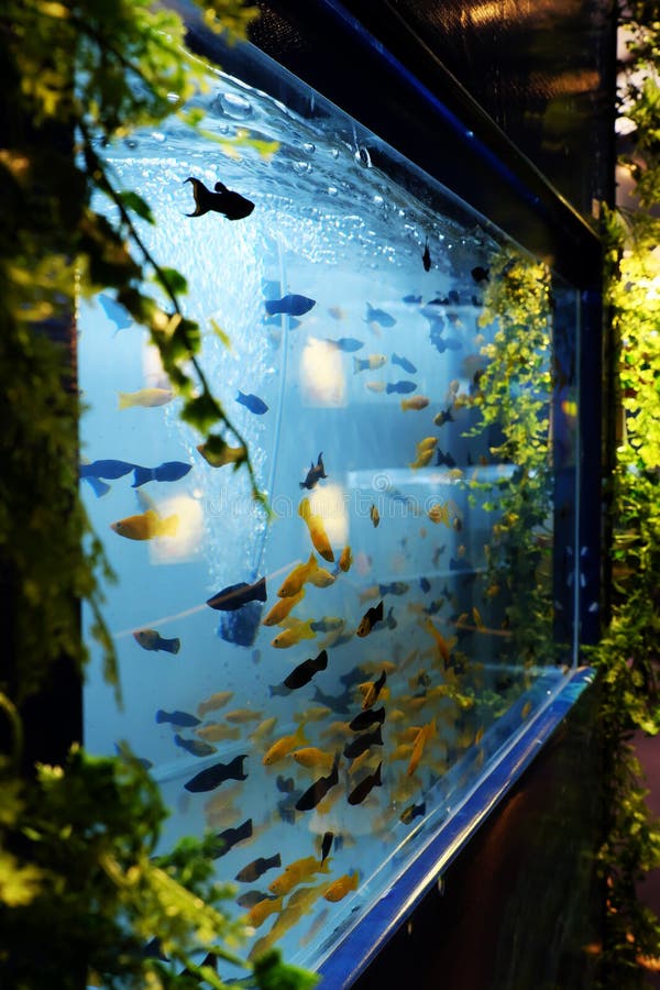 Ornamental Fish in Aquarium Stock Photo Image of fish, gold 130154966