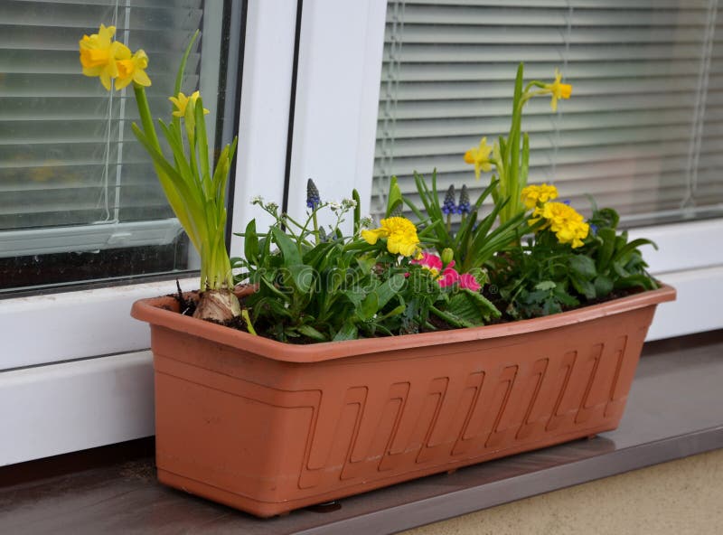 Ornamental Flower Pots on the Windows of the House. Plastic Flower Pots