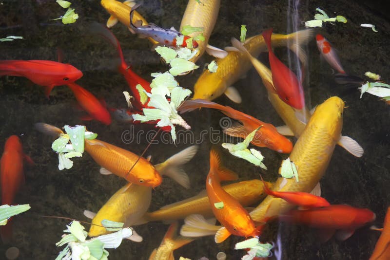 Ornamental goldfish stock photo. Image of asian, goldfish 4945526