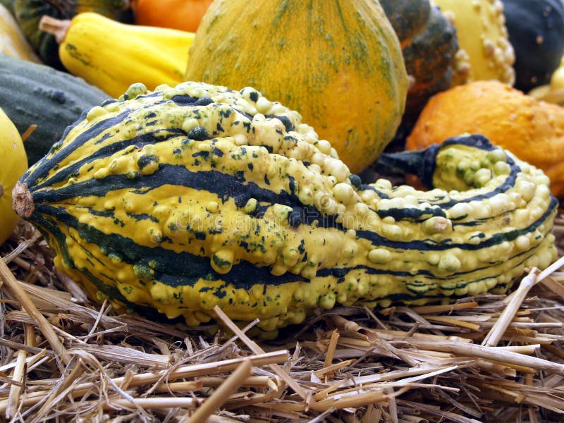 Ornamental Gourd stock photo. Image of shape, growing 77547142