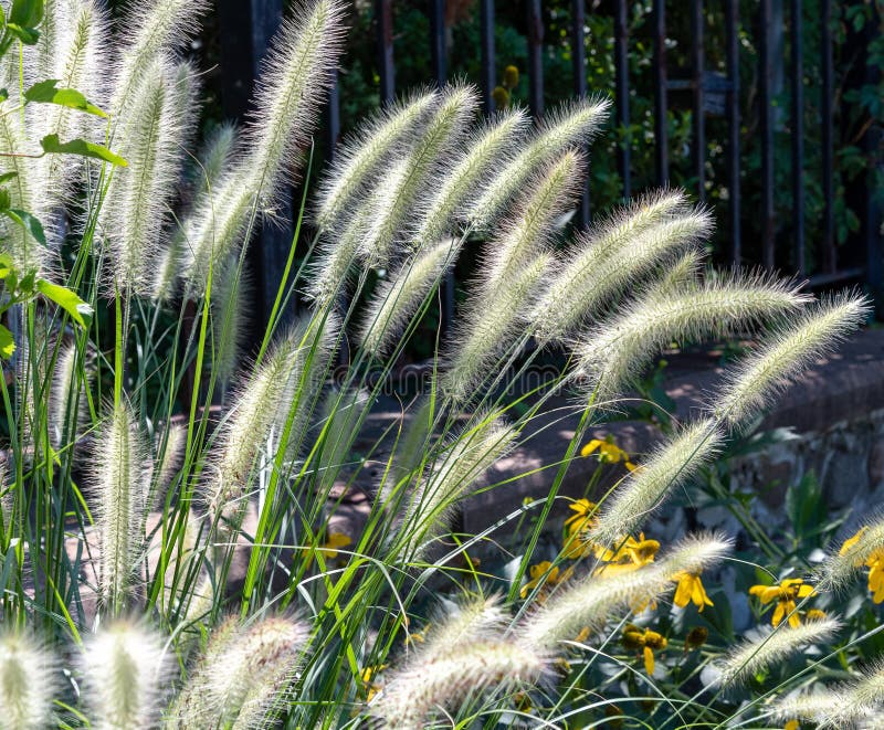 Ornamental grass in a garden