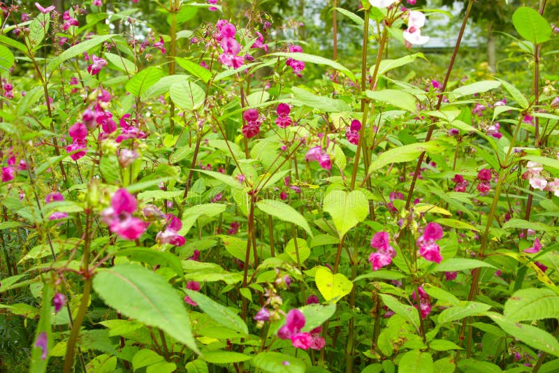 354 Jewelweed Photos Free & RoyaltyFree Stock Photos from Dreamstime