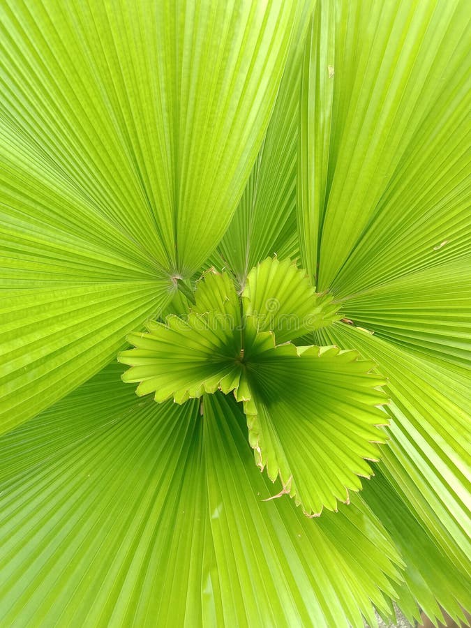 Ornamental Plant with Fanfold Patterned Leaves, Which Have Bright