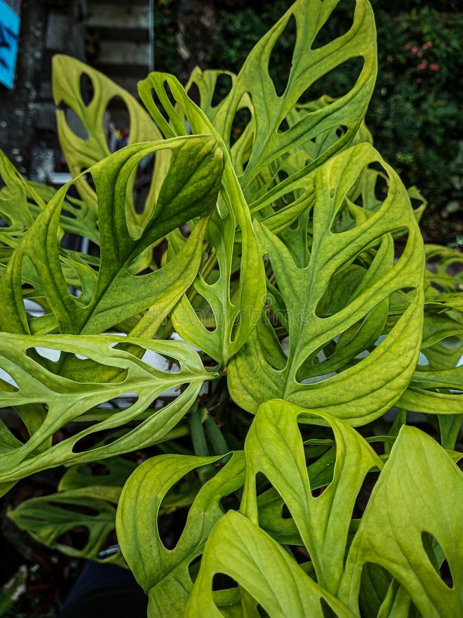 An Ornamental Plant that Looks so Fresh and Beautiful Stock Image