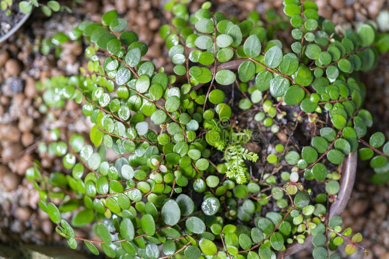 Ornamental Plant with Small Round Leaves. Stock Image - Image of nature