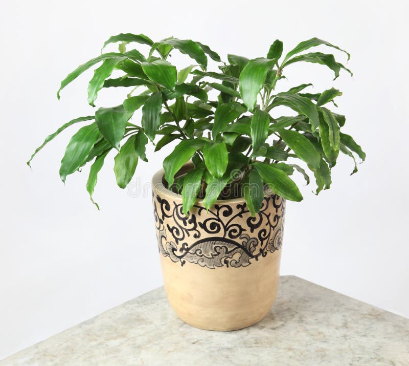 Ornamental Plants stock photo. Image of interior, indoors 21209528