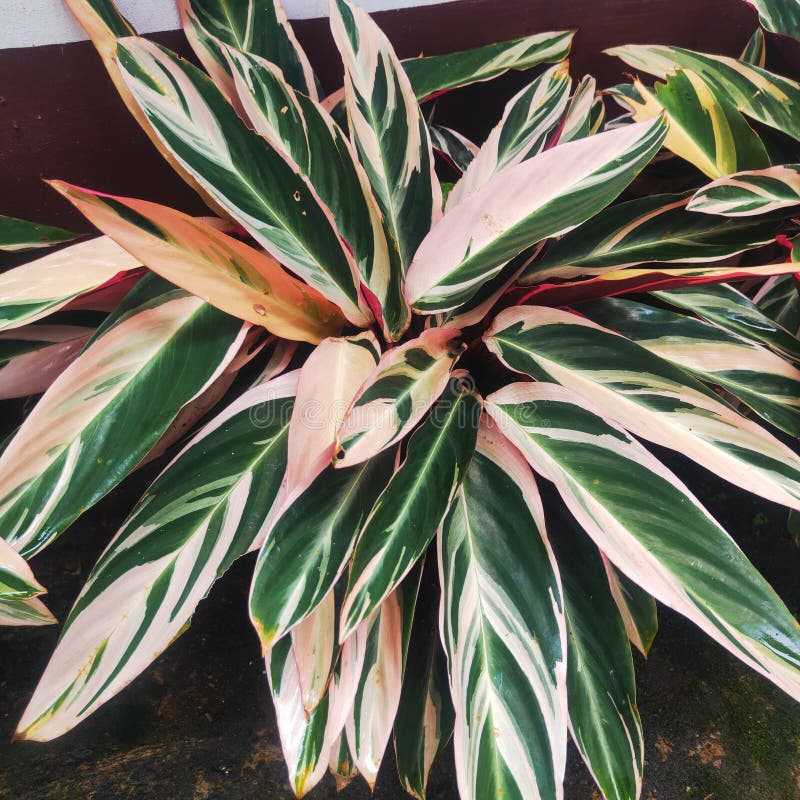 Ornamental Plants with Beautiful Leaves Thrive in Pots in Front of the