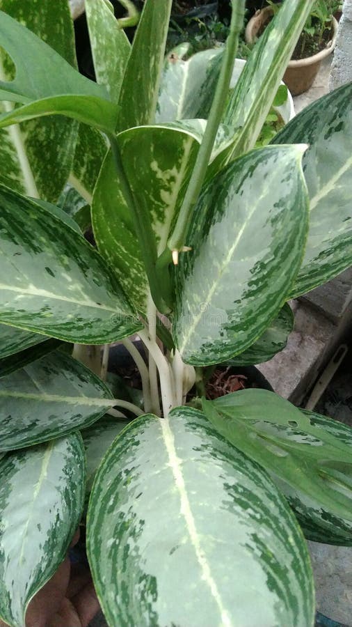 Ornamental Plants Can Be Placed in Front of the House or Placed Inside the House Stock Image