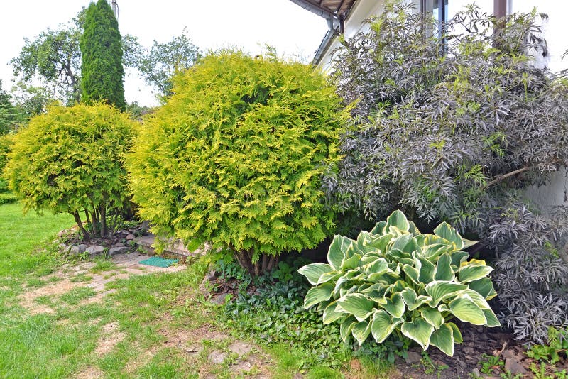 Ornamental Plants in Landscape Design in the Garden Stock Image Image of plants, dwarf 211187035