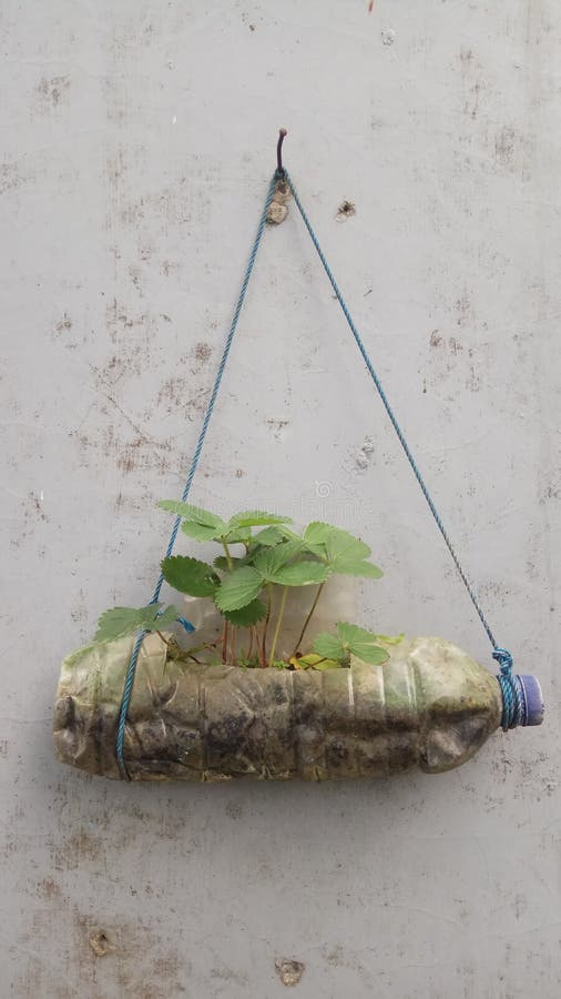 Ornamental Plants Placed in Plastic Bottles Look Beautiful To Hang