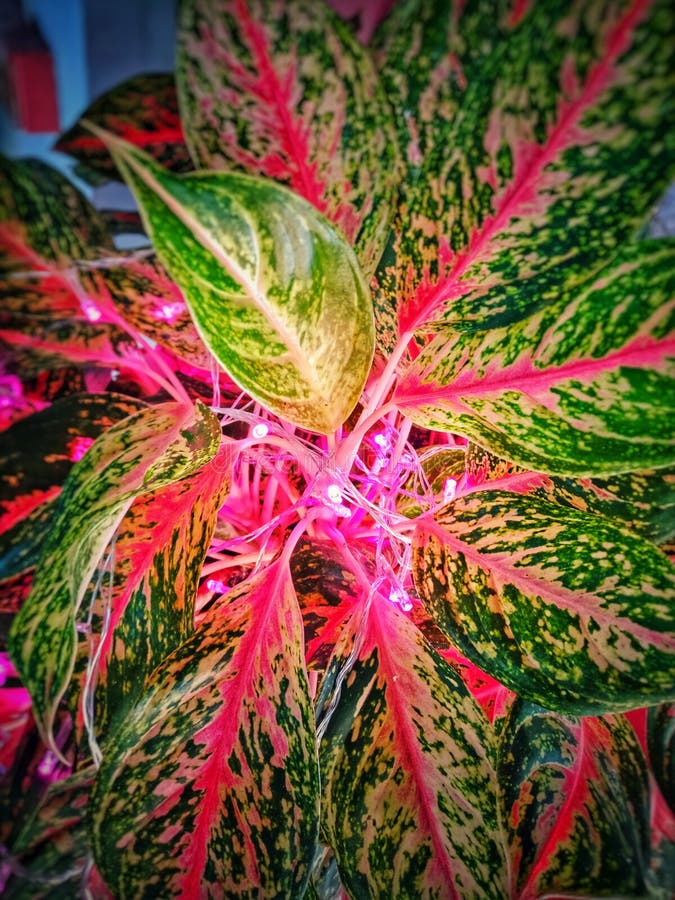 Multi Colored Ornamental Plants Stock Image Image of beautiful