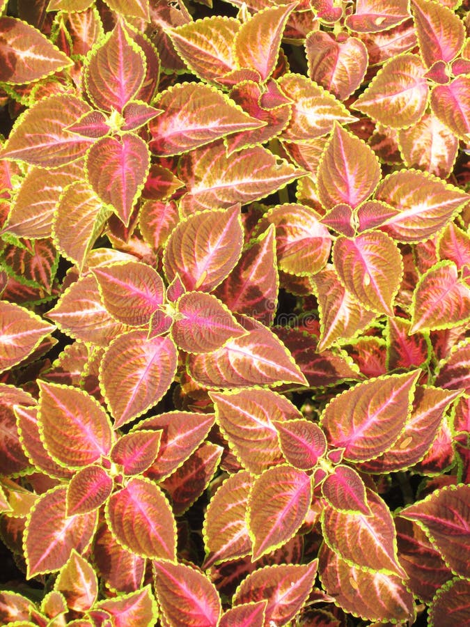 Ornamental Plants in Red Pots Stock Image Image of soil, growing 71106703