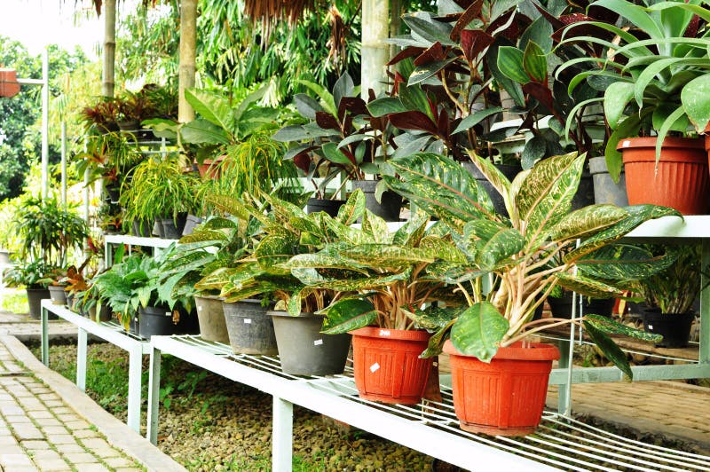 Ornamental plants shop stock image. Image of plant, ornamental 20485055