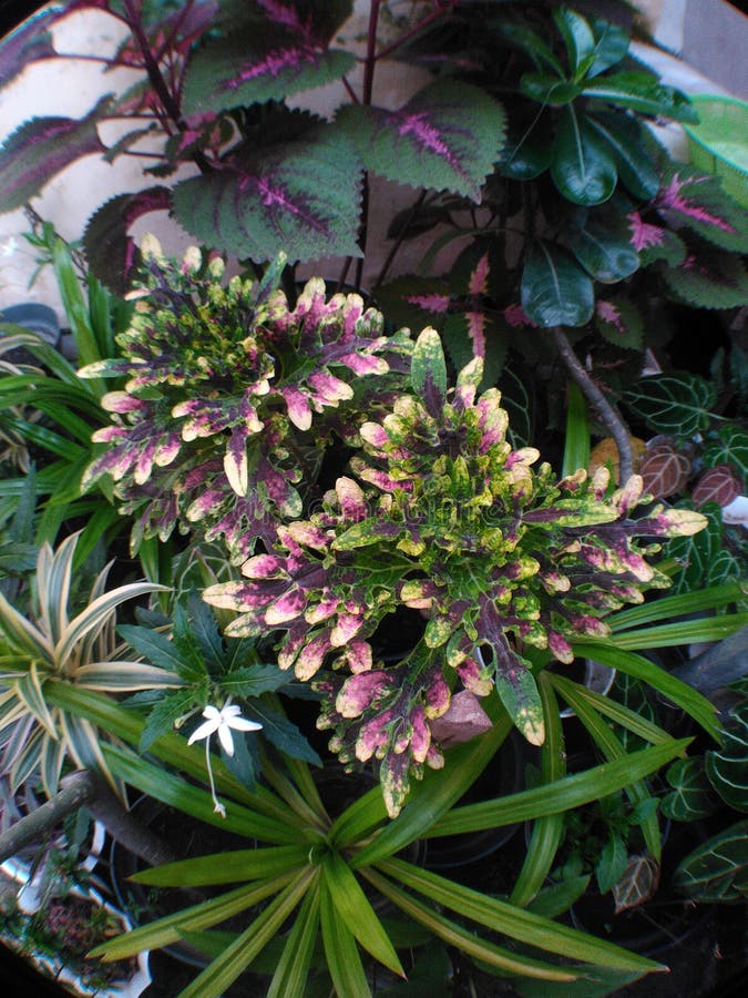 Ornamental Plants To Be Placed in Front of the House with Unique Leaves Stock Photo Image of