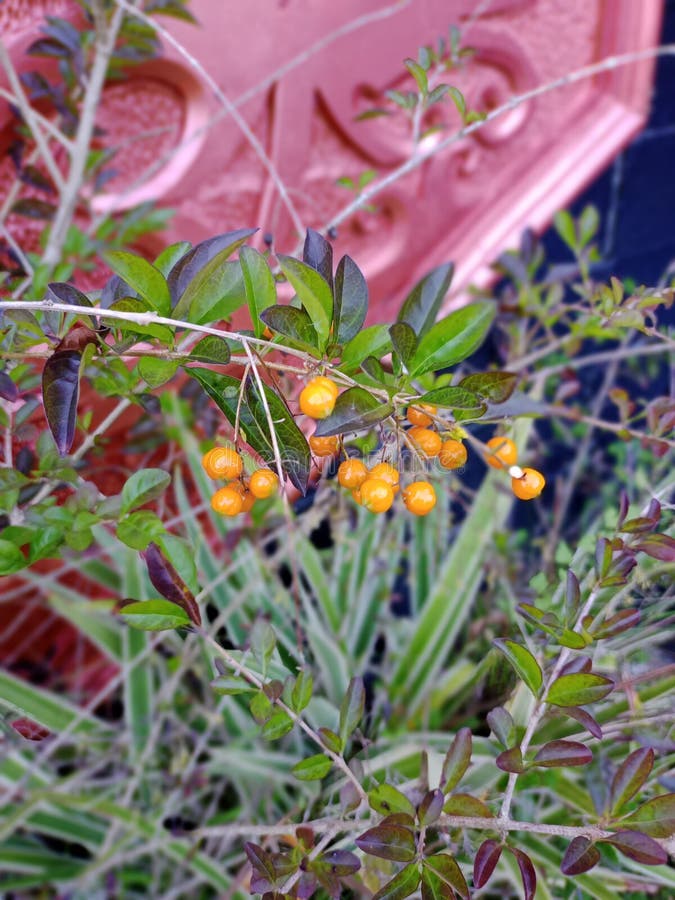 Ornamental Plants, Yellow Fruit, Green Leaves Stock Photo Image of