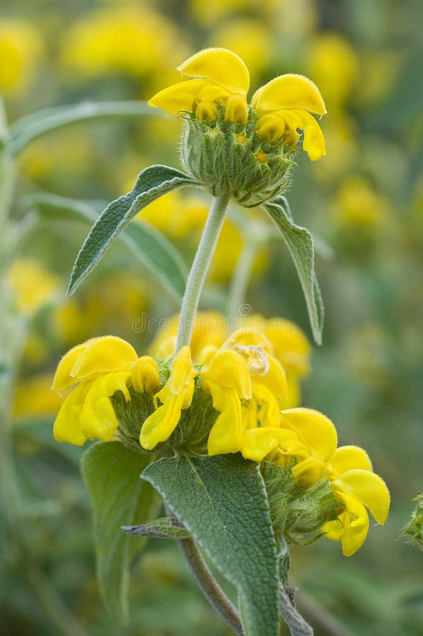 Ornamental Sage Yellow Flowers Stock Image Image of flower, plant