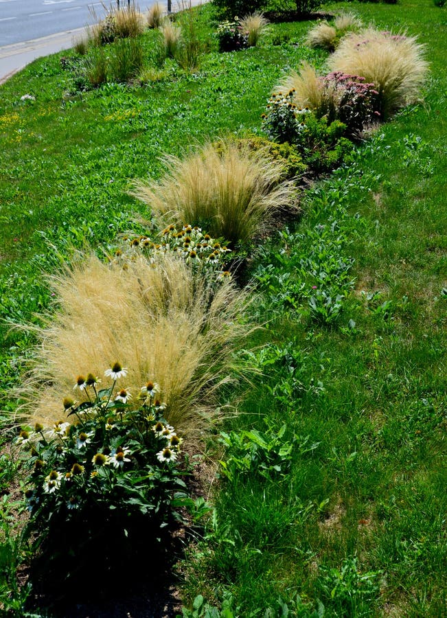 Ornamental Steppe Grasses Can Withstand Drought and are Decorative Even
