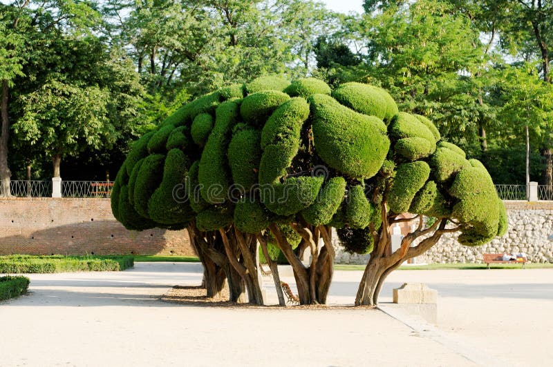 Ornamental tree stock photo. Image of madrid, park, spain 17792640