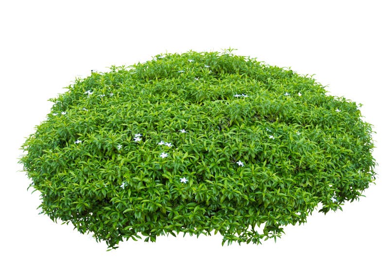 Bush stock photo. Image of isolated, bush, green, plant - 31333628