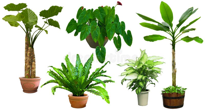 Ornamental tree set in a pot stock images