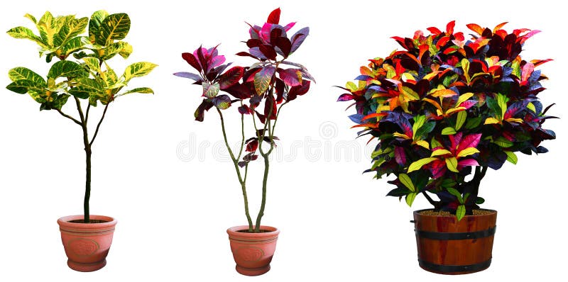 Ornamental tree set in a pot royalty free stock photos