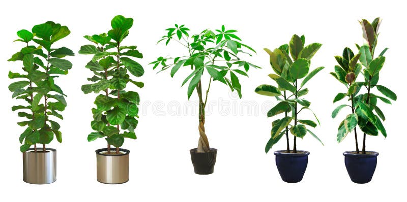 Ornamental tree set in a pot stock photos