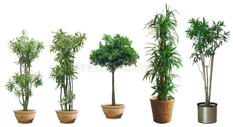 Ornamental tree set in a pot stock photos