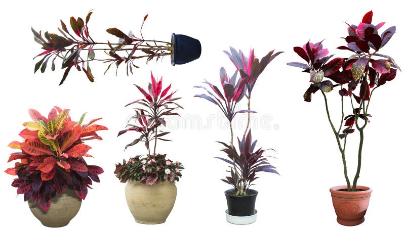 Ornamental tree set in a pot stock photography