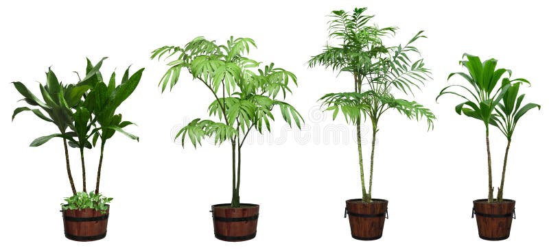 Ornamental tree set in a pot royalty free stock photos