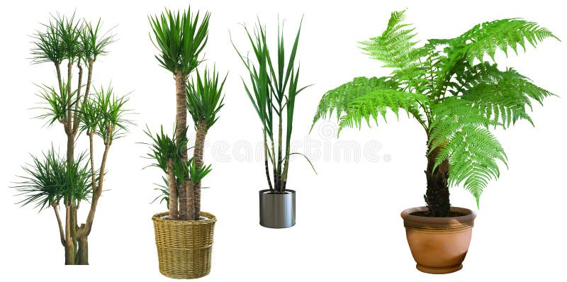 Ornamental tree set in a pot stock images