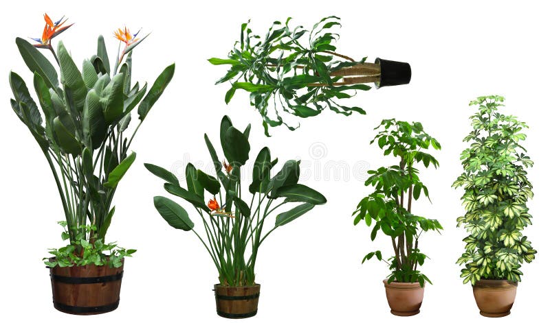 Ornamental tree set in a pot stock photos