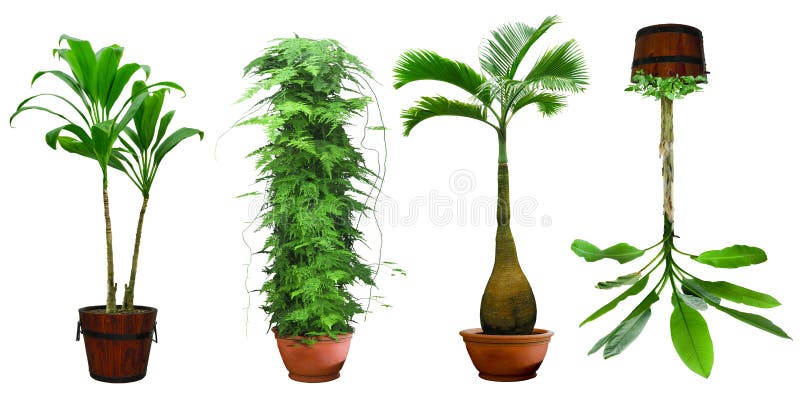 Ornamental tree set in a pot royalty free stock photo