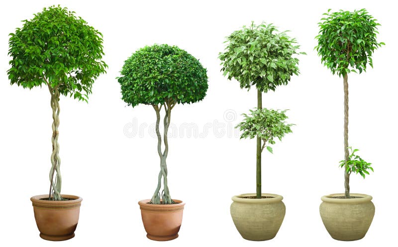 Ornamental tree set in a pot royalty free stock image