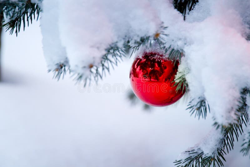 Ornamento rosso luminoso che pende da un ramo innevato dell'albero di Natale immagine stock libera da diritti Ornamento rosso luminoso che pende da un ramo innevato dell'albero di Natale immagine stock libera da diritti