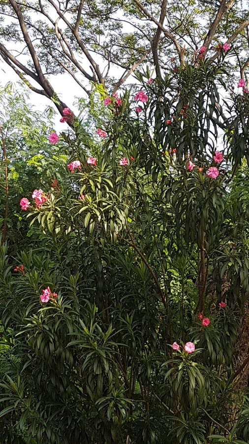 Ornaments Trees Plant in Small Garden Areas Stock Image Image of