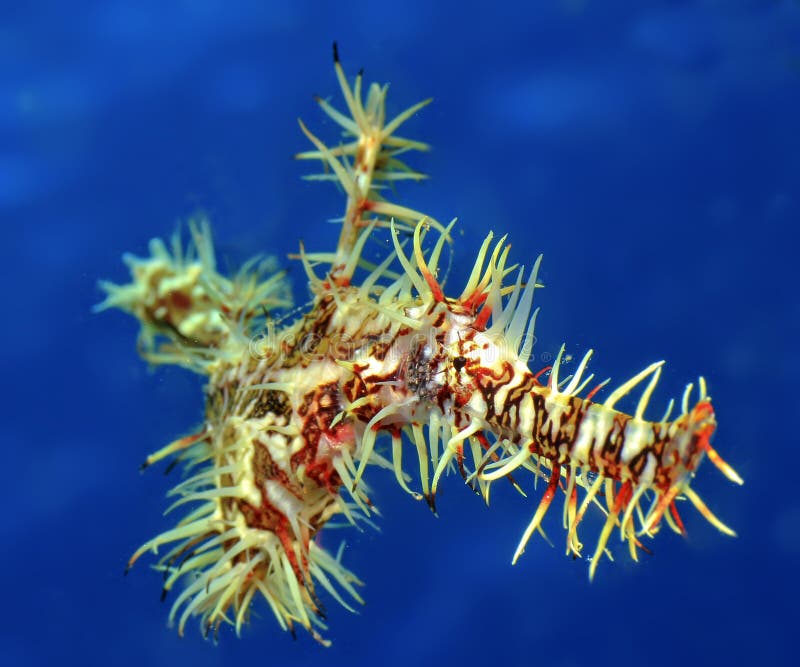 Ornate Ghost Pipefish