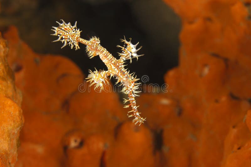 Ornate Ghost Pipefish (Solenostomus paradoxus)