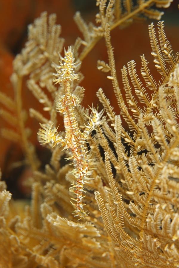 Ornate Ghost Pipefish (Solenostomus paradoxus)