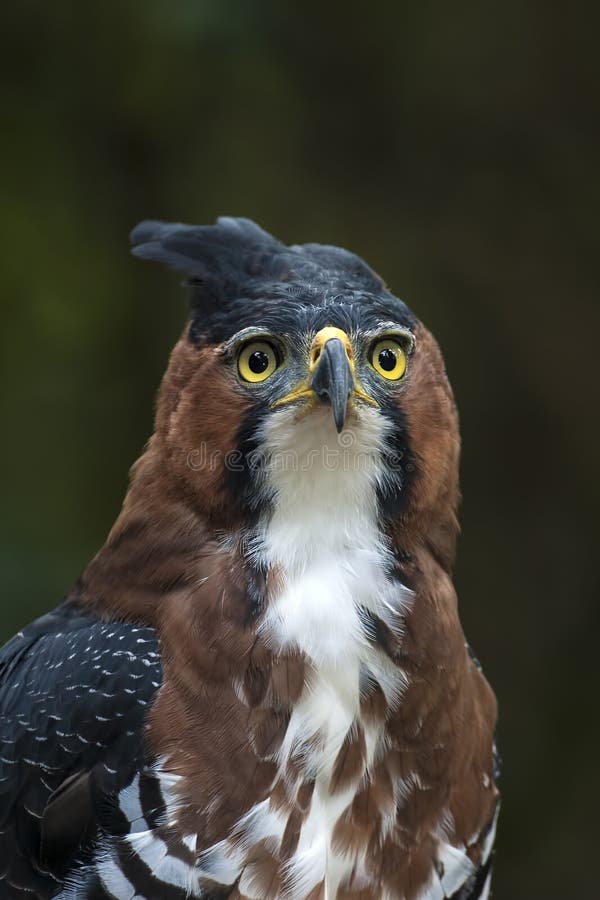 Ornate Hawk Eagle Photos Free Royalty Free Stock Photos From Dreamstime