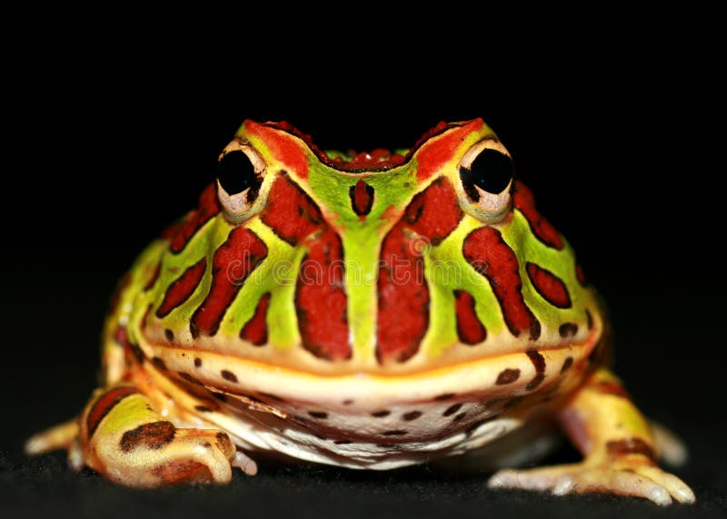 Ornate horned frog stock image. Image of multi, ecology - 10967591