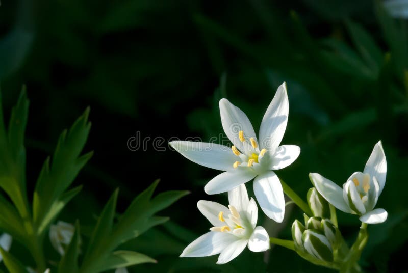 Ornithogalum umbellatum (Star-of-Bethlehem, Grass Lily