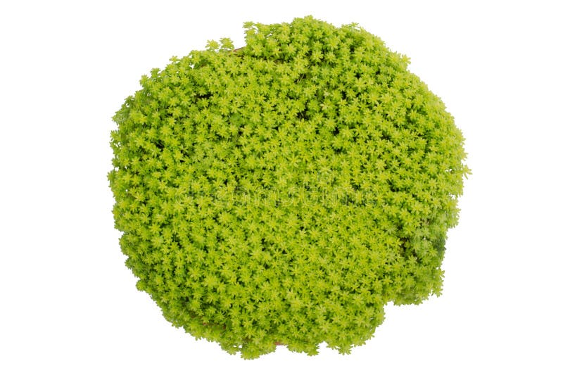 Oro Moss Sedum fotografia stock Oro Moss Sedum fotografia stock