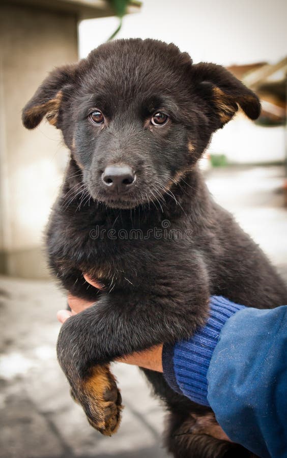 Orphan Puppy in a Dog Pound Stock Photo - Image of depressed, friend ...