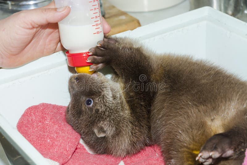 Orphaned and hand reared otter baby in a zoo