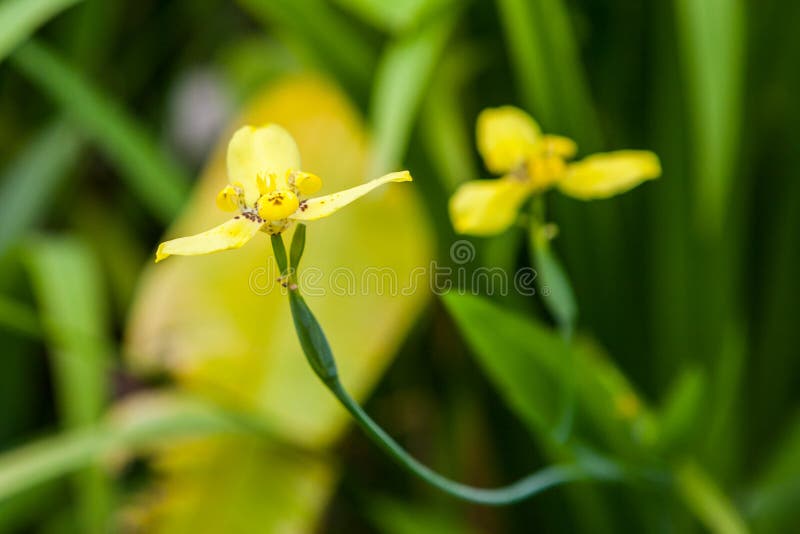 Orquídea à terra amarela imagem de stock. Imagem de macro - 48370505