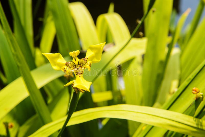 Orquídea Ou Espatoglote Moída Amarela Florescem Com Luz Solar No Jardim.  Imagem de Stock - Imagem de pétala, naughty: 189624909