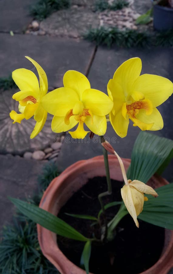 Orquídea à terra amarela foto de stock. Imagem de bonito - 81364550