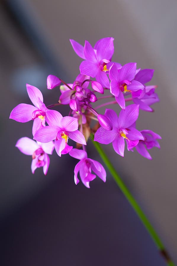 Orquídea à terra roxa imagem de stock. Imagem de semente - 26138359