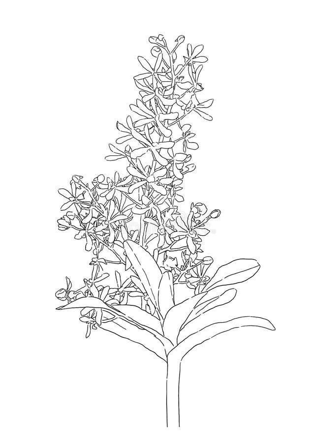Rosa Negra Aislada, Ejemplo Del Tatuaje De La Flor, Silueta Ilustración del  Vector - Ilustración de valentina, objeto: 100898334